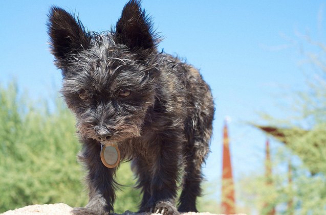 Fourche Terrier Dog Breed Health, Temperament, Training, Feeding and ...