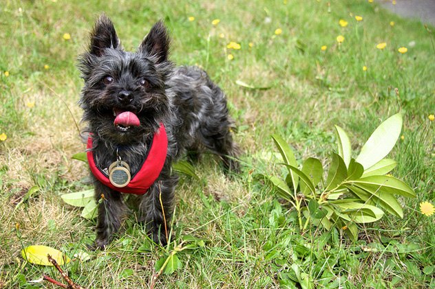 Fourche Terrier Dog Breed Health, Temperament, Training, Feeding and ...