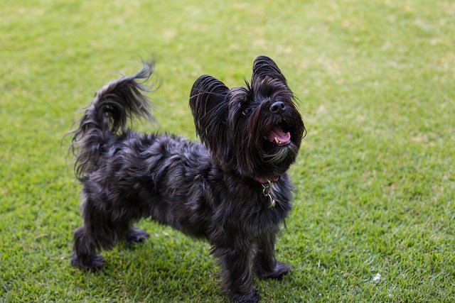 Fourche Terrier Dog Breed Health, Temperament, Training, Feeding and ...