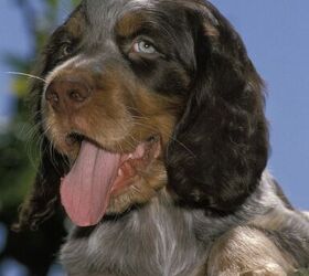 is the picardy spaniel considered aggressive