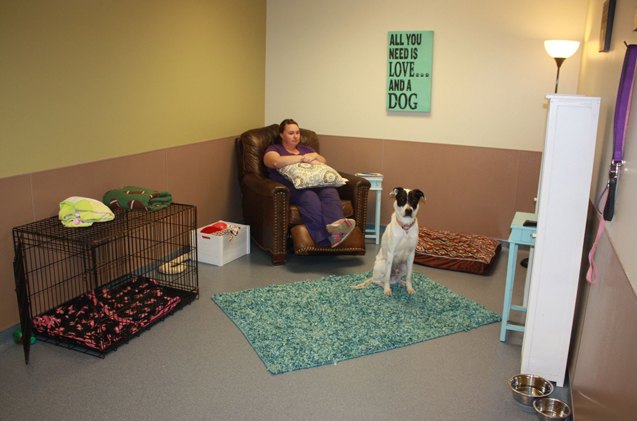 real life shelter show rooms help dogs get adopted