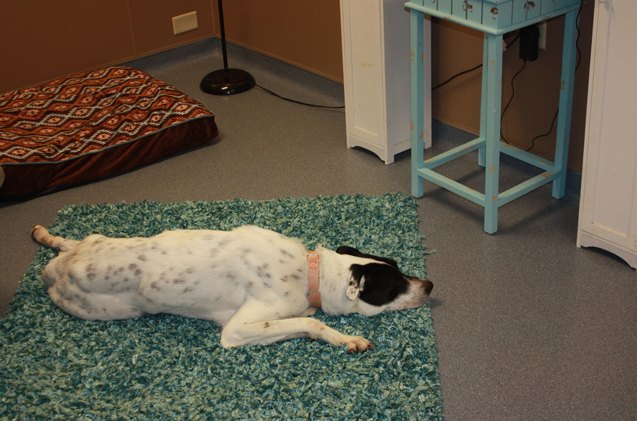 real life shelter show rooms help dogs get adopted