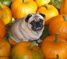 Top 10 Fall Vegetables That Are Safe for Dogs