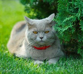 Cat Health: What Is Toxoplasmosis?