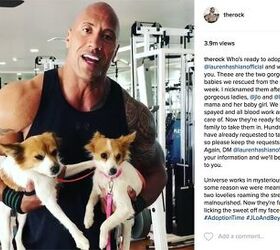 Want to Adopt 2 Puppies From The Rock?