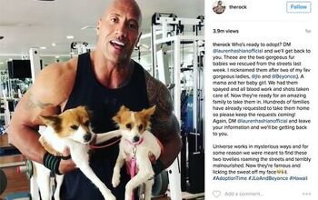 Want to Adopt 2 Puppies From The Rock?