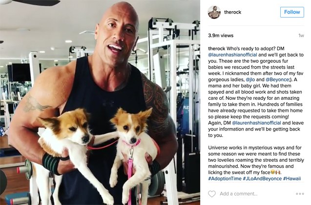 want to adopt 2 puppies from the rock