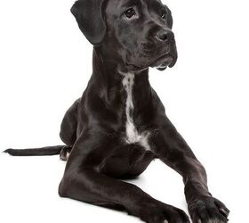 Boxer best sale labrador puppies