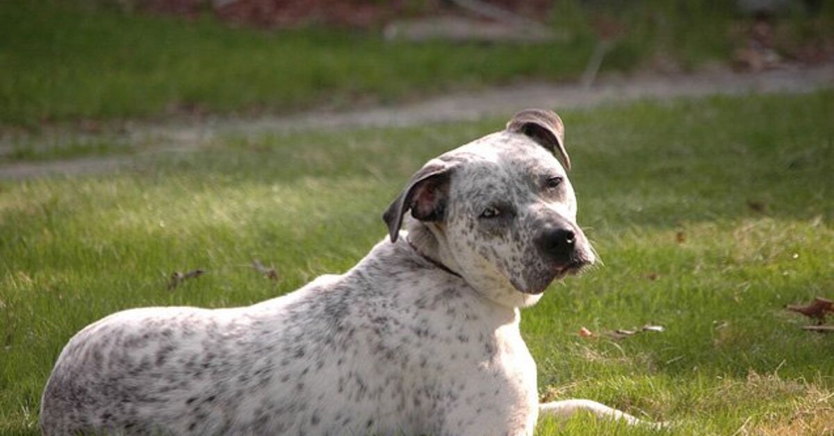 Bullerman Dog Bullmatian Dog Breed Health, Temperament, Grooming, Feeding and Puppies ...