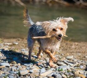 Leptospirosis in Dogs: What Every Dog Owner Needs to Know