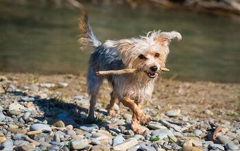 Leptospirosis in Dogs: What Every Dog Owner Needs to Know