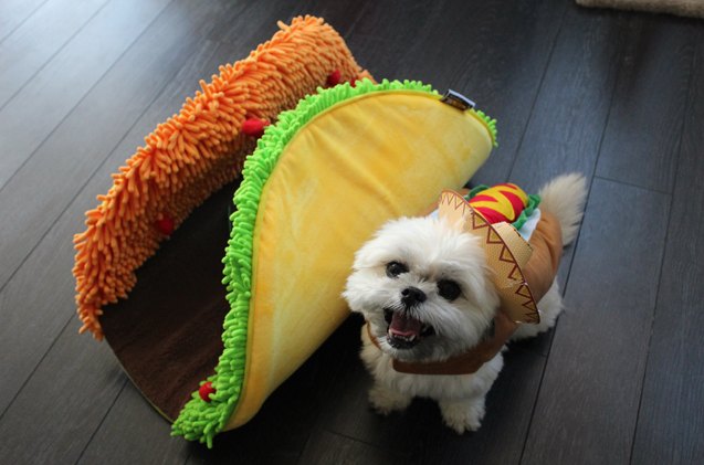 Pet Mat Taco Cat Dog Beds Taco Cat Bed The Sold Refined Feline Cat Bed