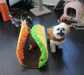 Taco cat outlet bed