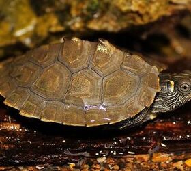 mississippi map turtle        <h3 class=