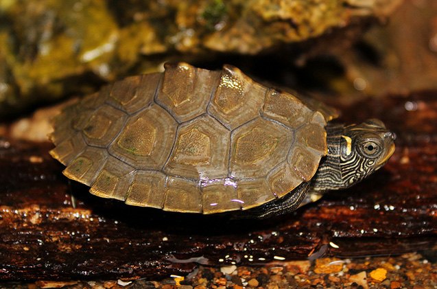 mississippi map turtle
