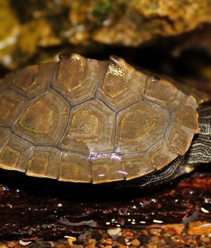 Mississippi Map Turtle Information and Pictures - PetGuide  PetGuide
