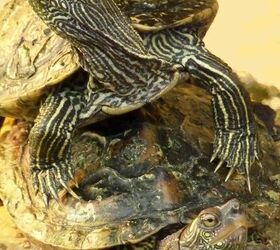 mississippi map turtle