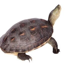 Chinese Stripe Necked Turtle Information and Pictures - PetGuide | PetGuide