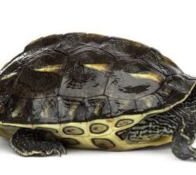 Chinese Stripe Necked Turtle Information and Pictures - PetGuide | PetGuide