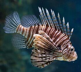 risky business four types of dangerous aquarium fish