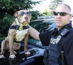 Pitbull Police Partners Are Turning Tables On Crime!