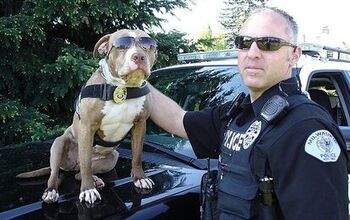 Pitbull Police Partners Are Turning Tables On Crime!