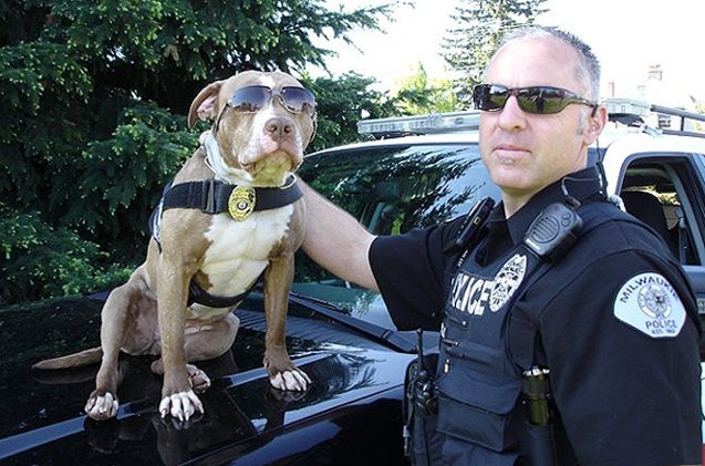 pitbull police partners are turning tables on crime