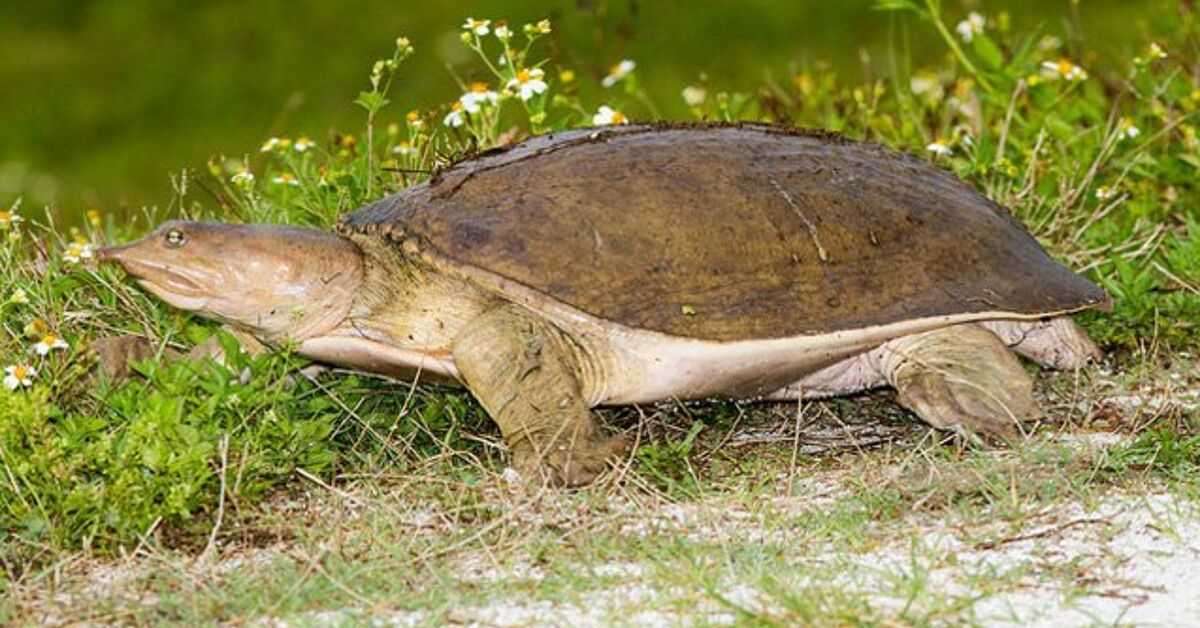 Smooth Softshell Turtle Information and Pictures - PetGuide | PetGuide