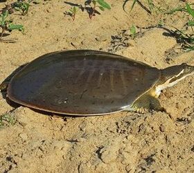 smooth softshell turtle