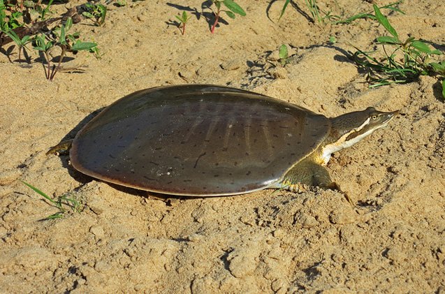 smooth softshell turtle
