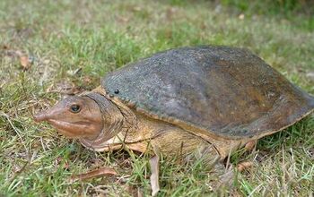 Pet Softshell Turtle Turtle Breeds | PetGuide