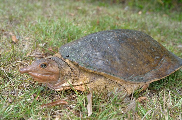 Florida Softshell Turtle Information and Pictures - PetGuide | PetGuide