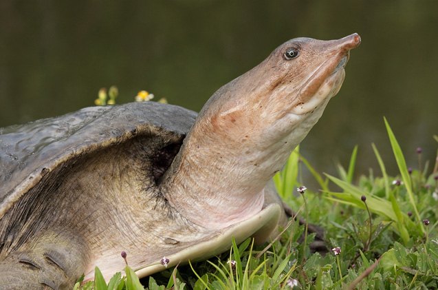 Florida Softshell Turtle Information and Pictures - PetGuide | PetGuide