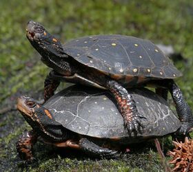 spotted turtles in shallow water