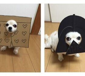 Cardboard Canine Costumes Crack Us Up!