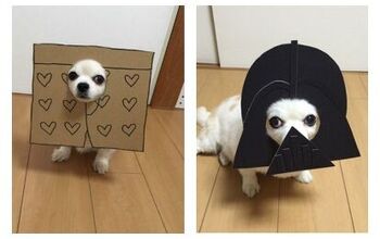 Cardboard Canine Costumes Crack Us Up!