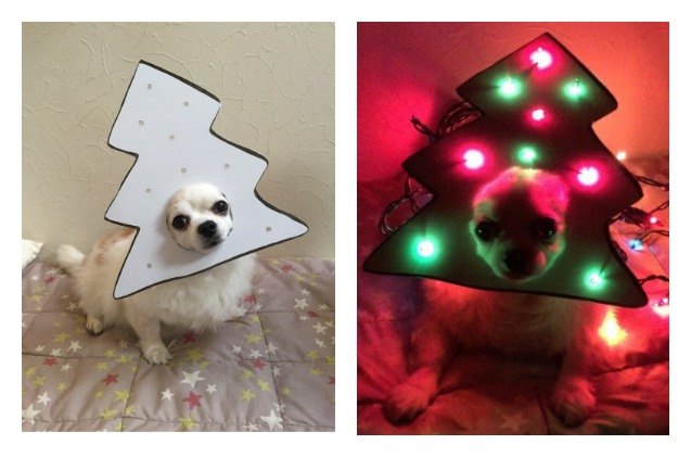 cardboard canine costumes crack us up