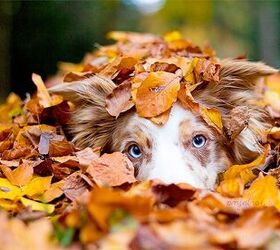 12 Dogs Who Absolutely Fall for Autumn Leaves