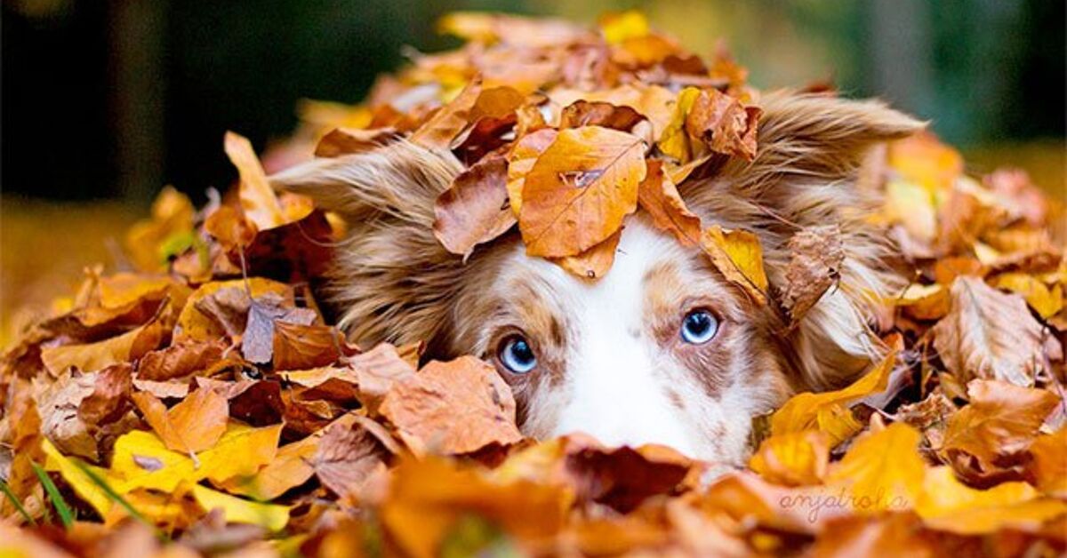 Weekend Fall Dogs 12 Dogs Who Absolutely Fall for Autumn Leaves | PetGuide