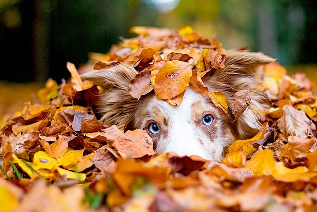 12 dogs who absolutely fall for autumn leaves
