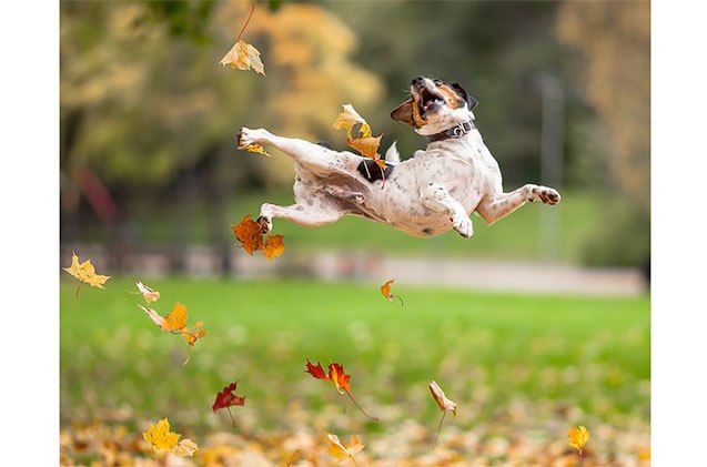 Dogs In Fall Leaves 12 Dogs Who Absolutely Fall for Autumn Leaves | PetGuide