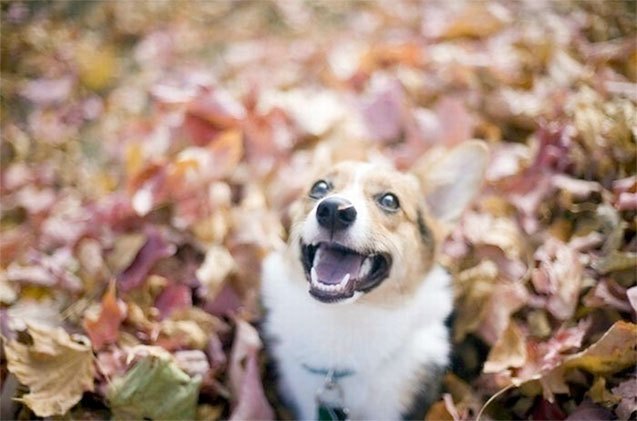 12 dogs who absolutely fall for autumn leaves