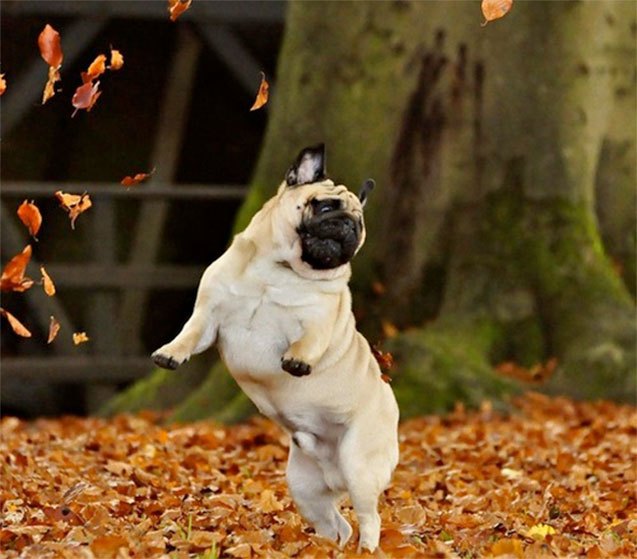 Dogs In Fall Leaves 12 Dogs Who Absolutely Fall for Autumn Leaves | PetGuide