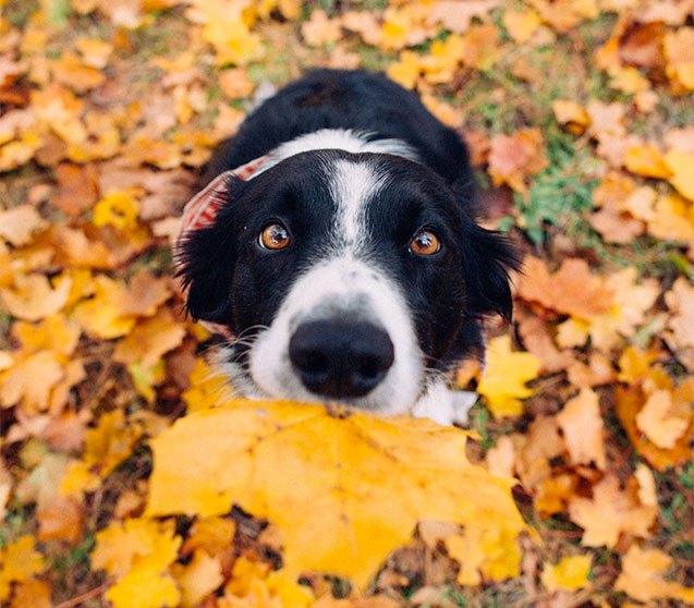 Fall Dog 12 Dogs Who Absolutely Fall for Autumn Leaves | PetGuide