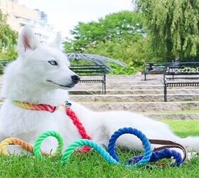 dog breeds 101 getting to know the pomsky video