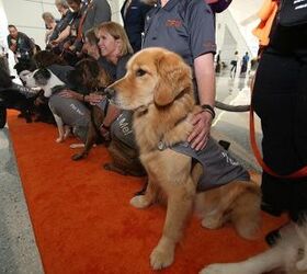 Therapy Dogs Land at Dallas Fort Worth Airport