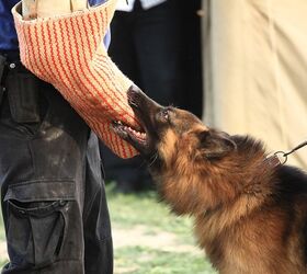 what is schutzhund training for dogs