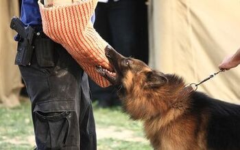What is Schutzhund Training for Dogs?