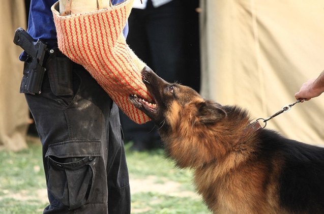 what is schutzhund training for dogs