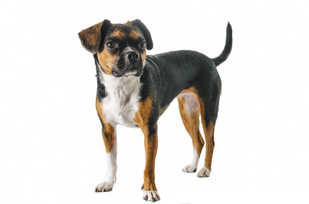 Boglen Boglen Terrier Mix